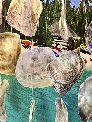 מוביילים צדפים