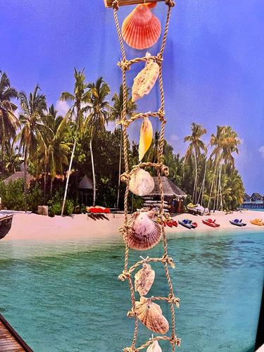 מוביילים צדפים