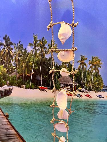 מוביילים צדפים