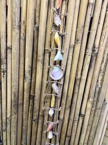 מוביילים צדפים