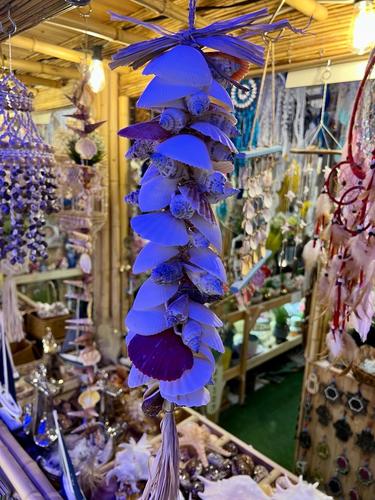 מוביילים צדפים