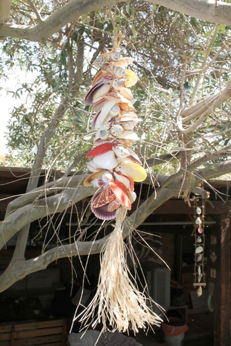 מוביילים צדפים