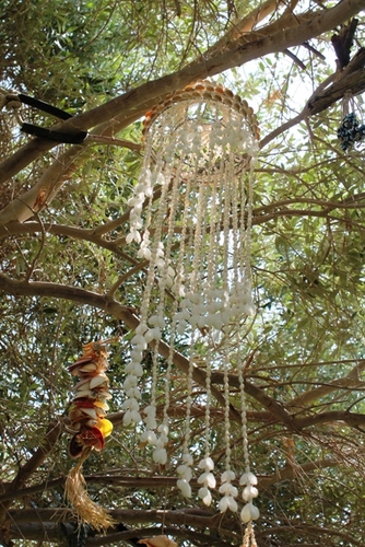 מוביילים צדפים