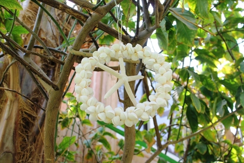 מוביילים צדפים