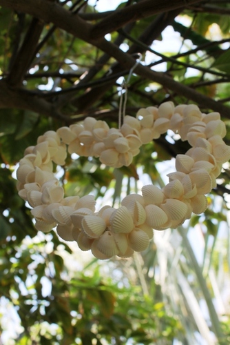 מוביילים צדפים