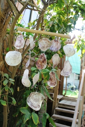 מוביילים צדפים