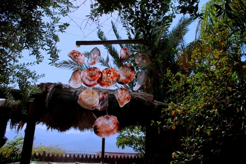 מוביילים צדפים