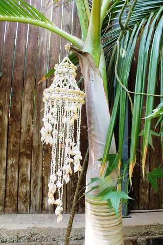 מוביילים צדפים