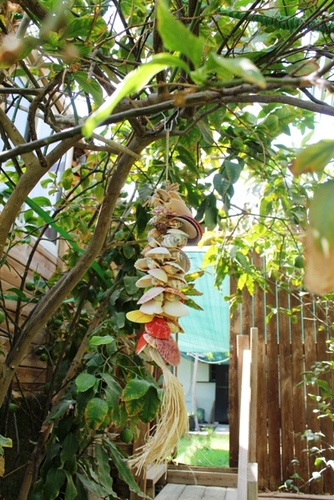 מוביילים צדפים