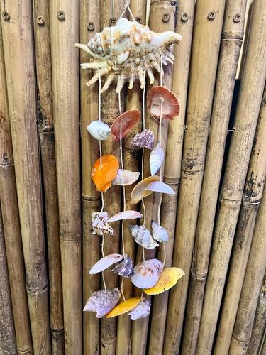 מוביילים צדפים