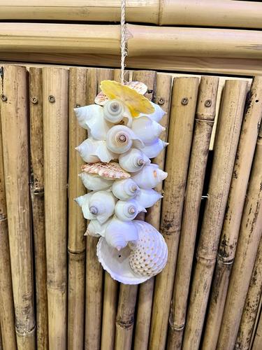 מוביילים צדפים