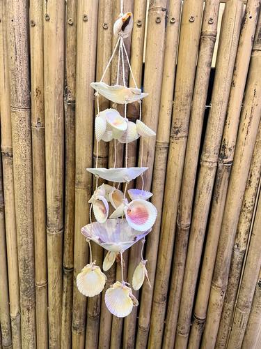 מוביילים צדפים