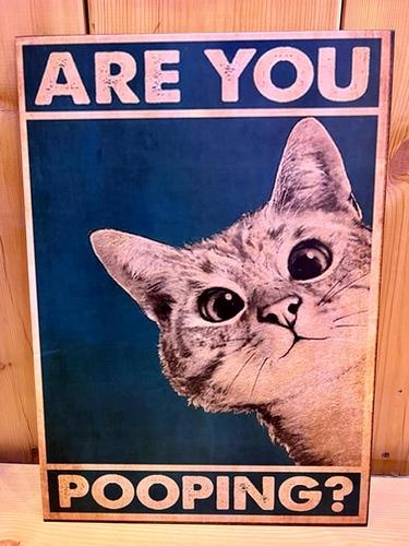 אוהבי חתולים