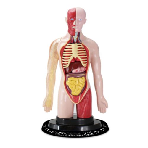 ערכת גוף האדם מסדרת המדען החכם: ללמוד איך גוף האדם פועל לילדים מגילאי 8 ומעלה