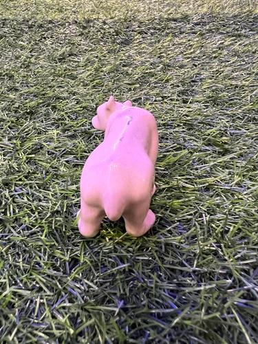 דב לבן מיניאטורי