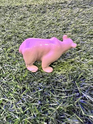 דב לבן מיניאטורי