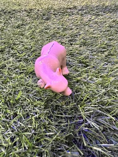 דב לבן מיניאטורי