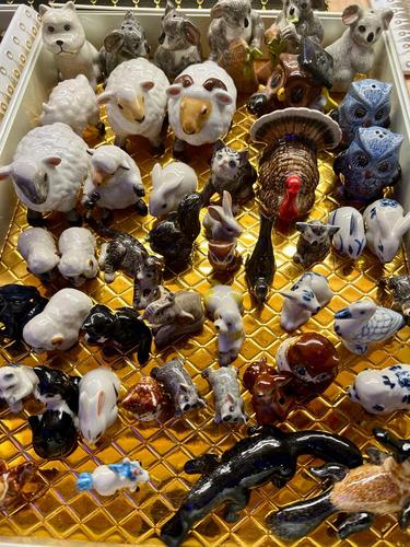 דב לבן מיניאטורי