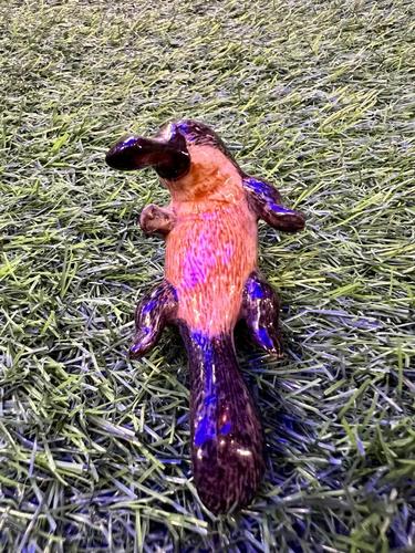 ברווזן פלטיפוס מיניאטורי