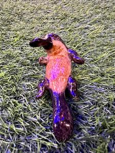 ברווזן פלטיפוס מיניאטורי