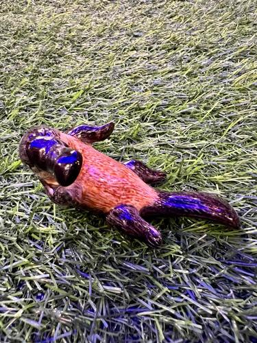 ברווזן פלטיפוס מיניאטורי