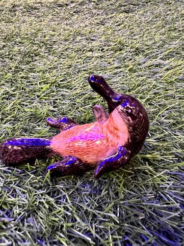 ברווזן פלטיפוס מיניאטורי