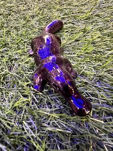 ברווזן פלטיפוס מיניאטורי