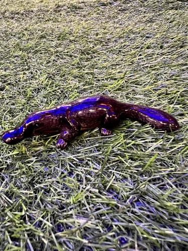 ברווזן פלטיפוס מיניאטורי