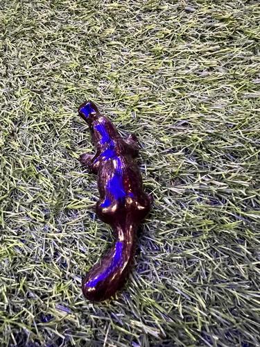 ברווזן פלטיפוס מיניאטורי