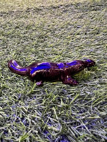 ברווזן פלטיפוס מיניאטורי