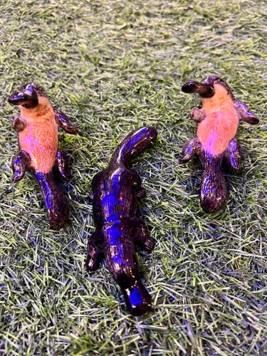 ברווזן פלטיפוס מיניאטורי