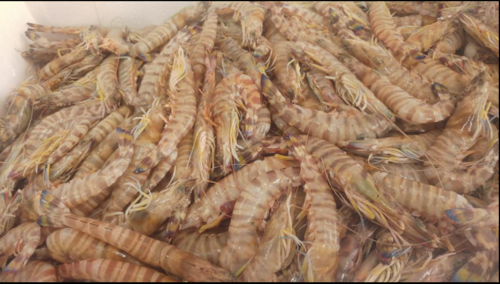 חצי קילו שרימפס לדיג shrimp