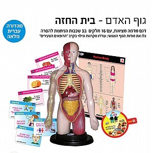 גוף האדם- בית החזה בעברית