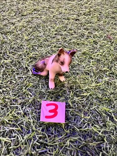 כלבים פורצלן