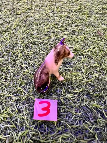 כלבים פורצלן