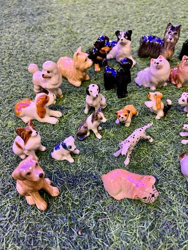 כלבים פורצלן