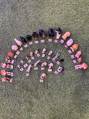 כלבים פורצלן