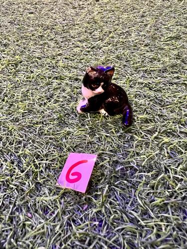 חתולים מיניאטורות פורצלן