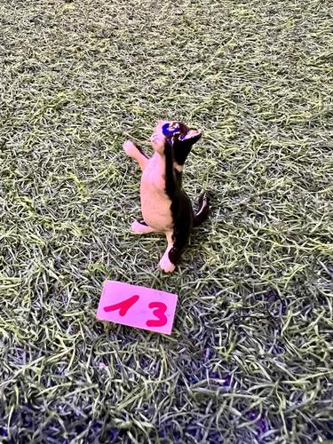 חתולים מיניאטורות פורצלן