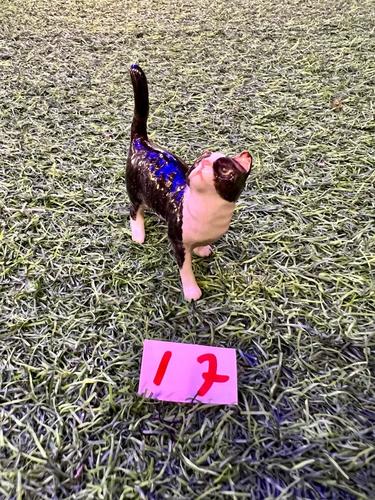 חתולים מיניאטורות פורצלן