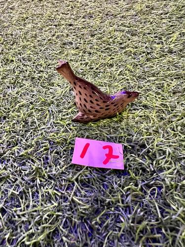 חיות ים פורצלן