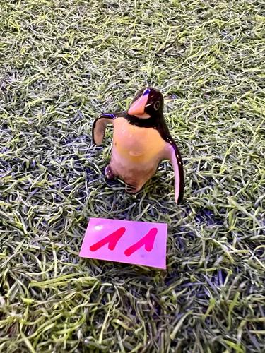 חיות ים פורצלן