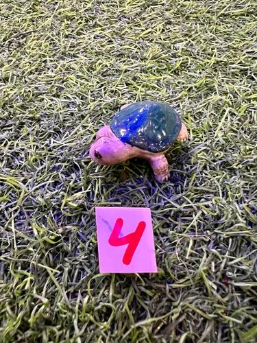 חיות ים פורצלן