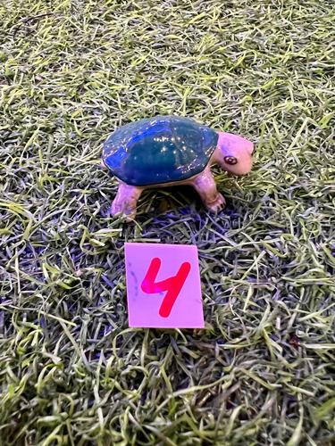 חיות ים פורצלן