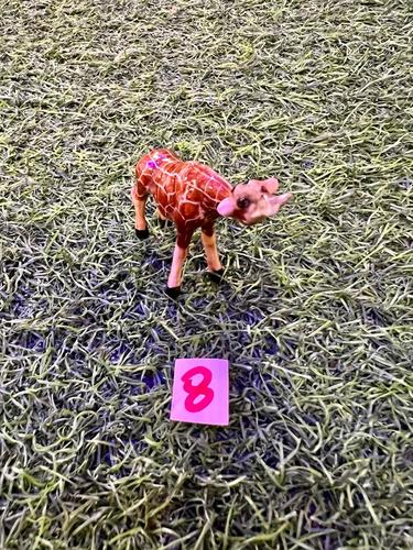 חיות ספארי פורצלן