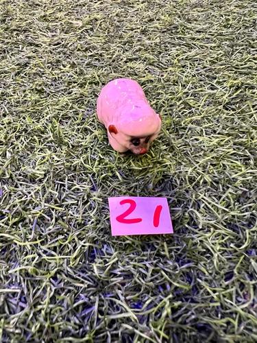 חיות פורצלן