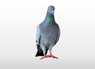 רשת יונים