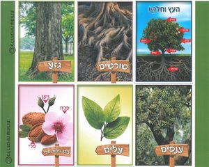 ערכת תמונות העץ וחלקיו/הרציג