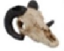 דקורציה גולגולת טלה לאקווריום