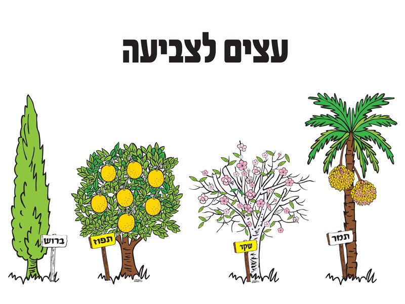 עצים לצביעה